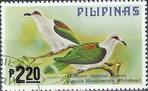 Mindoro Imperial-pigeon (Ducula mindorensis)