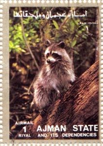 Raccoon (Procyon lotor)