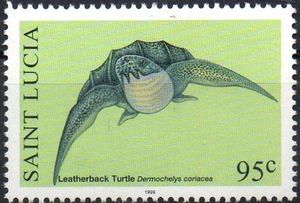 Leatherback Turtle (Dermochelys coriacea)