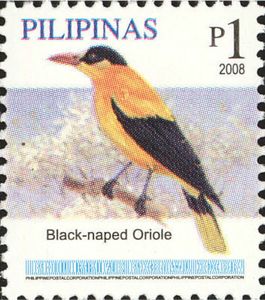 Black-naped Oriole (Oriolus chinensis)