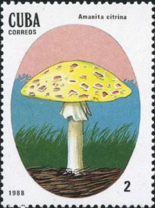 Amanita citrina