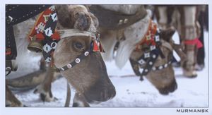 Festival of the North. Reindeer sleigh racing