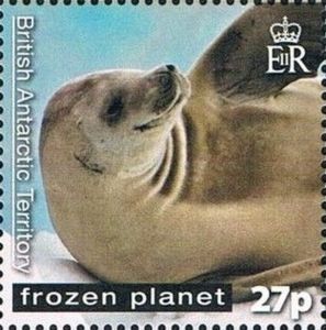 Crabeater Seal (Lobodon carcinophaga)