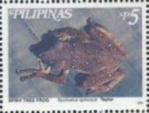 Stamp Spiny Tree Frog (Nyctixalus spinosus) (Philippines) (Endemic