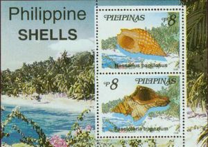 Philippine Shells