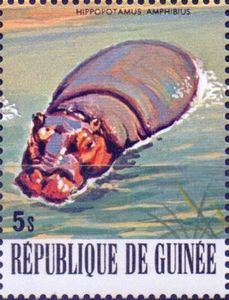 Hippopotamus (Hippopotamus amphibius)