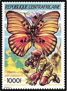 Edwards' Forester (Euphaedra edwardsi)