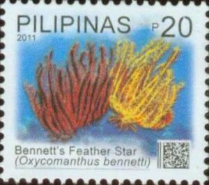 Bennett's Feather Star (Oxycomanthus bennetti)