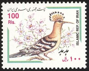 Eurasian Hoopoe (Upupa epops)