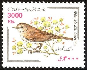 Asian Desert Warbler (Curruca nana )