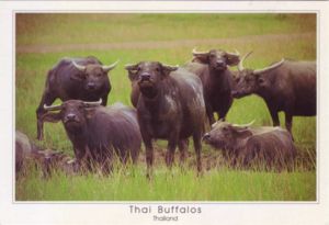 Colnect Item Picture