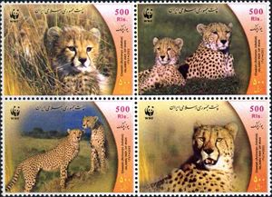 Cheetah (Acinonyx jubatus)