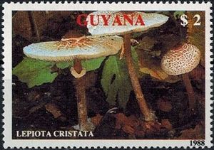 Lepiota cristata