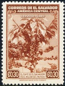 Fruiting coffee tree