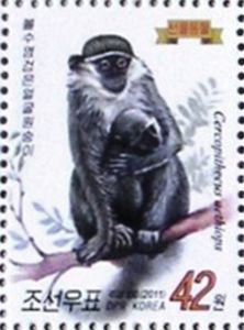 Grivet Monkey (Chlorocebus aethiops)