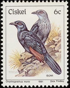 Red-winged Starling (Onychognathus morio)