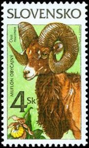 Animals Mouflon (Ovis musimon)