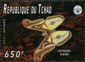 Moth (Epiphora albida)