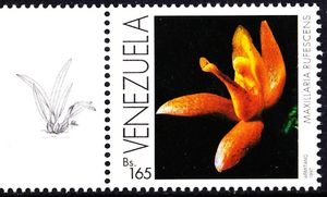 Maxillaria rufescens