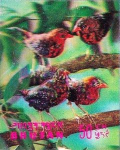 Red Avadavat (Amandava amandava) 
