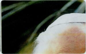 Pope John Paul II - Puzzle 1/8