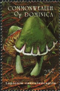 Leptonia caeruleocapitata