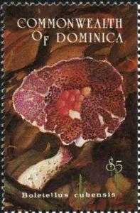 Boletellus cubensis