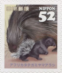 Cape Porcupine (Hystrix africaeaustralis)