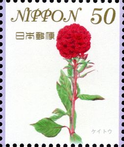 Coxcomb (Celosia argentea)