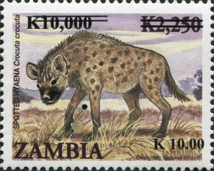 Spotted Hyena (Crocuta crocuta)
