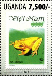 Golden Bell Frog (Hyla aurea)