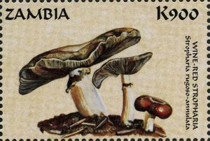 Stropharia rugosoannulata