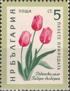 Rhodope Tulip (Tulipa rhodopea)