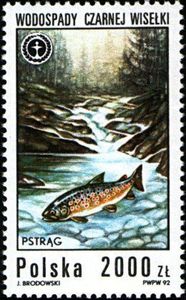 River Trout (Salmo trutta fario), Black Vistula Waterfall