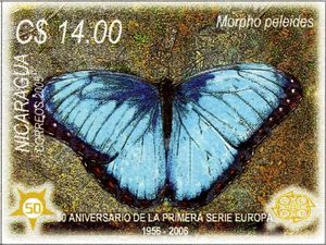 Common Morpho (Morpho peleides)