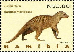 Banded Mongoose (Mungos mungo)