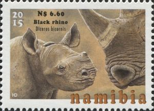 Black Rhinoceros (Diceros bicornis)