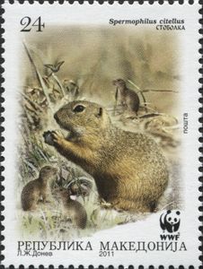 European Ground Squirrel (Spermophilus citellus)