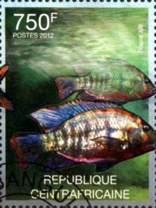 Redbelly Tilapia (Tilapia zilli)