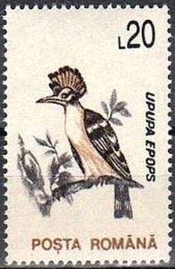 Eurasian Hoopoe (Upupa epops)