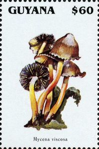 Mycena viscosa