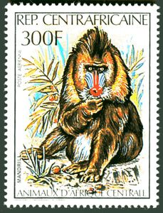 Mandrill (Mandrillus sphinx)