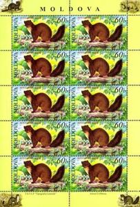 Pine Marten (Martes martes)