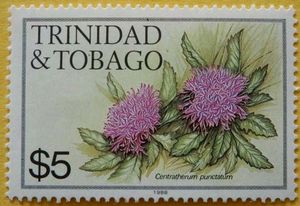 Lark Daisy (Centratherum punctatum)