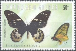 Chimaera Birdwing (Ornithoptera chimaera)