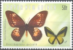 Goliath Birdwing (Ornithoptera goliath)