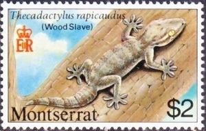 Wood Slave (Thecadactylus rapicaudus)