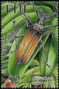 Taveuni Beetle (Xixuthrus heyrovskyi)