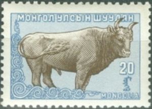 Mongolian Cattle (Bos primigenius taurus)