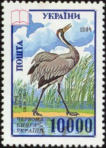Common Crane (Grus grus)